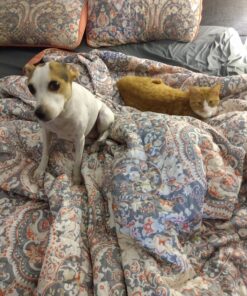 Zuke's Hip Action Hip & Joint Natural Dog Treats Crafted in the USA, 16 Ounce (Pack of 1) Peanut Butter & Oats 1.00 Pound (Pack of 1) 30 81Bz37ywQ4L