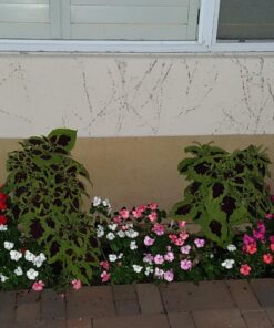 Solar Garden Lights - 3 Pack Solar Stake Light, Color Changing Solar Powered Decorative Landscape Lighting Hummingbird Butterfly Dragonfly for Outdoor Path, Yard, Lawn, Lawn, Halloween, Christmas 33 81C0F0UwzEL