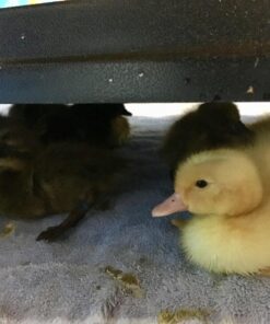 Premier Chick Brooder Heating Plate - 16" x 24" 28 81C0Vsp0IL