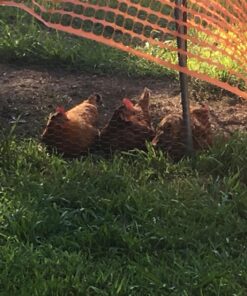 NaturesPeck Mealworm Time® Dried Mealworms (10 lbs. 2 x 5 lbs. Bags) for Chickens & Wild Birds, Fish 9 81C2I0UKJKL