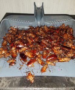 Black Flag Indoor Fogger, Pack of 6 1 Pack 31 81C6x5 frqL