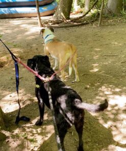 Foxelli Hammock Straps XL – Camping Hammock Tree Straps Set (2 Straps & Carrying Bag), 20 ft Long Combined, 40+2 Loops, 2000 LBS No-Stretch Heavy Duty Hammock Suspension System Kit 36 81CBSIVjyTL