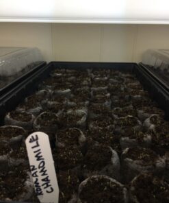 Outsidepride Perennial Roman Chamomile Evergreen Carpet Herb Garden Plants - 25000 Seeds 20 81CJmjnFUuL