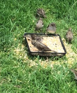 Gray Bunny Ground Bird Feeder Tray, Metal Platform Bird Feeder Dish Size 7 x 7 Inches, Durable Rust Resistant Feeder for Wild Birds, Squirrels, Doves, Cardinals 1 Pack (7x7 inches) 33 81CPR0mI22L