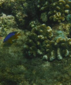 Fujifilm FinePix XP80 Waterproof Digital Camera with 2.7-Inch LCD (Yellow) Yellow 76 81CSH4GZZoL