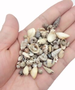 PEPPERLONELY India Natural Sea Shells Mixed, Small, 1/4 Inch to 1 Inch in Sizes, 8 oz, Apprx. 1500PC Shells 8 81CXTCGNPL