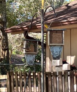 C&S Peanut Delight No Melt Suet Dough, 12/pack 11.75 Ounces Peanut 12-Pack 43 81CbX4ILKVL 1