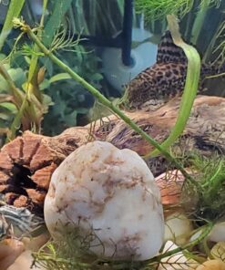 SunGrow Cholla Wood, 5” Climbing Logs, Chew Toy, Aquarium Fish, Snail & Shrimp Driftwood, Décor Adds Raw Beauty, 3 Pack (3 Pieces, 5 inches) 37 81ChYOAeHL