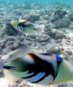 GoPro HERO Session Waterproof Digital Action Camera Camera Only 48 81CiDiHY L