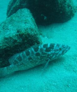 Fujifilm FinePix XP80 Waterproof Digital Camera with 2.7-Inch LCD (Yellow) Yellow 77 81CjBtywJ7L