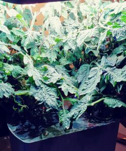 AeroGarden Red Heirloom Cherry Tomato Seed Pod Kit for AeroGarden Hydroponic Indoor Garden, 6-Pod 48 81CpJpTOpzL