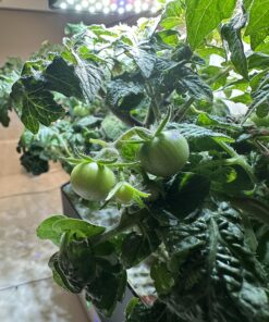 AeroGarden Red Heirloom Cherry Tomato Seed Pod Kit for AeroGarden Hydroponic Indoor Garden, 6-Pod 35 81Cpaj4WOL