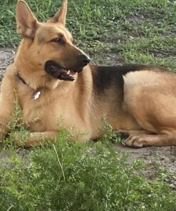 Purina Pro Plan Sensitive Skin and Stomach Dog Food Salmon and Rice Formula - 30 lb. Bag Salmon & Rice 30.00 Pound (Pack of 1) 34 81Cqz1TAjWL