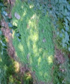 Antler King Honey Hole Mix 44 81CsNuuKrAL