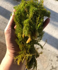 Microsorum Java Fern and Hornwort | Easy Low Light Aquarium Plants 31 81CuFSETRTL