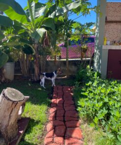 Walk Maker, Pathmate Stone Moldings Paving Pavement Concrete Molds Stepping Stone Paver Walk Way Mold for Patio, Lawn & Garden(Big Size:16.9 x 16.9 x 1.6 inch) Big Size:16.9 x 16.9 x 1.6 inch 38 81CupHNZ4EL 1