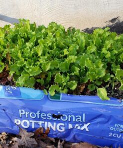 Organic Lettuce Seeds, APPR. 1,100, Lettuce Blend, Heirloom Vegetable Seeds, Certified Organic, Non GMO, Non Hybrid, USA 27 81Cxtxm2HEL