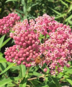 Seed Needs, Milkweed Seed Packet Collection to Attract Monarch Butterflies (6 Individual Seed Varieties to Plant) Heirloom & Untreated Seeds 6 Pack 45 81CzzS07hiL