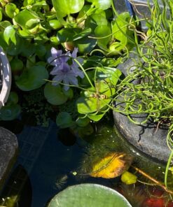 Summit Clear-Water Barley Straw Pond Treatment, 2-Pack, Treats upto 2000 Gallons, 1000 Gallons per Bale Treats 2000 Gallons 37 81D18g0kyXL