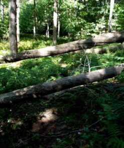 Greenworks 40V 16" Brushless Cordless Chainsaw (Great For Tree Felling, Limbing, Pruning, and Firewood / 75+ Compatible Tools), 4.0Ah Battery and Charger Included 16" (4.0Ah) Gen 1 62 81D1M1cIwdL