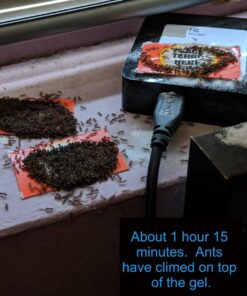 TERRO Liquid Ant Killer ll T200, 2 oz 46 81D1xxhHRYL