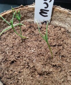 Plant Theatre Bonsai Tree Kit - Indoor Plant Growing Kit w/ 3 Mini Bonsai Seed Packs, 6 Pots, 6 Peat Discs and 6 Propagator Bags - Gardening Gifts for Men, Women and Room Decor - Crafts for Adults 40 81DCLRKVrcL