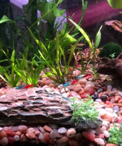 Staurogyne Repens Tissue Cultured - Foreground Aquarium Plant 43 81DHxJrpshL