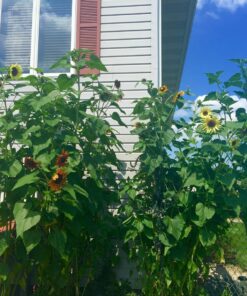 Velvet Queen Sunflower 50+ Seeds 7 81DPIXnG1SL