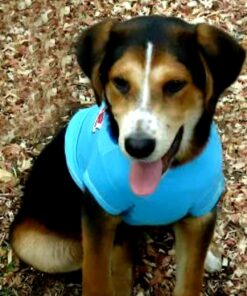 K9 Advantix II Large Dog Vet-Recommended Flea, Tick & Mosquito Treatment & Prevention | Dogs 21-55 lbs. | 2-Mo Supply 2 Pack Large Dog only 33 81DPqk2XooL