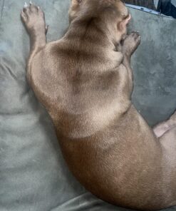 Wild Alaskan Salmon Oil for Dogs & Cats - Omega 3 Skin & Coat Support - Liquid Food Supplement for Pets - Natural EPA + DHA Fatty Acids for Joint Function, Immune & Heart Health 16 Fl Oz 16 Fl Oz (Pack of 1) 39 81DTOboKGtL