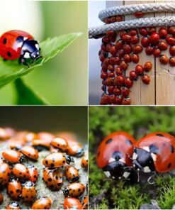 Bazos 1500 Live Ladybugs - Good Bugs - Ladybugs - Ladybugs for Garden - Guaranteed Live Delivery (1500) 14 81DUT8G3khL