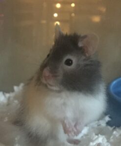 Living World Ergonomic Food Dish, for Small Animals, Blue, Small, 4.22oz, 61682A1 26 81DVdLFs3DL