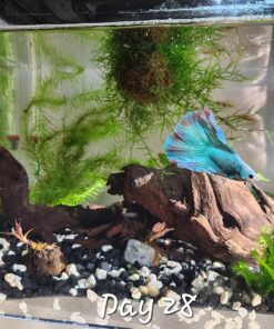 Seachem Flourish Tabs Growth Supplement - Aquatic Plant Stimulant 10 ct 19 81DWxM429DL