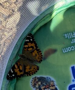 Painted Lady Butterfly Kit - Habitat, STEM Journal, & Voucher for Chrysalis Log & Caterpillars - Grow Your Own Butterfly Kit 50 81DaEYZbRZL 2