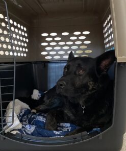 Petmate Vari Dog Kennel 40", Taupe & Black, Portable Dog Crate for Pets 70-90lbs, Made in USA 40"L x 27"W x 30"H Kennel Only 44 81DchQs7d4L