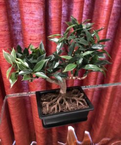 Nearly Natural 4122 8.5in. Bonsai Silk Plant Collection (Set of 3),Green 21 81De dDv1YL