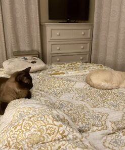 FELIWAY MultiCat Calming Pheromone, 30 Day Refill - 1 Pack 34 81De5dm31L