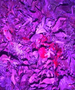 Primos Hunting Bloodhunter HD, Advanced Shadow Free Blood Tracking Light for Night Hunting 32 81DfPG0vXL