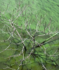 NIKON AF-S DX NIKKOR 55-200mm f/4-5.6G ED VR II Lens - White Box (New) Base 32 81DgJBUybXL