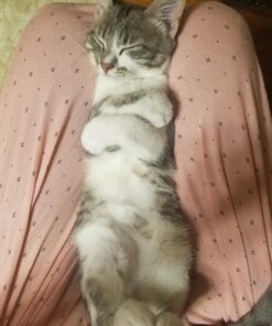 SHEBA PERFECT PORTIONS Paté Adult Wet Cat Food Trays (24 Count, 48 Servings), Savory Chicken and Roasted Turkey Entrée, Easy Peel Twin-Pack Trays 1.32 Ounce (Pack of 24) 40 81DjT52lXJL