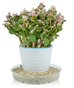 Idyllize 10 Piece of 12 inch Clear Plastic Plant Saucer Drip Trays for pots (12") 12" 8 81DjvjtZ7rL