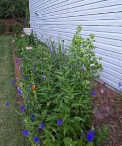 Monarch Butterfly Rescue Wildflower Seed Packet Bulk Open-Pollinated Wildflower, No Fillers, Annuals, Perennials and Milkweed Seeds for Monarch Butterfly1oz 59 81DlIFuOXML