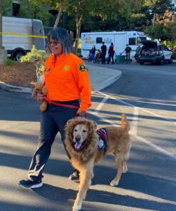 Pet Krewe Large Dog Lion Mane Halloween Costume – Fits Neck Size 13”- 32”- Lion Mane for Small Dogs – Ideal for Halloween, Dog Birthday, Dog Cosplay, Dog Outfits, Pet Clothes 36 81DljINX57L