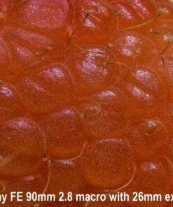 Oshiro 60mm f/2.8 2:1 LD UNC Manual Ultra-Macro Lens Compatible with Sony E-Mount a9, a7r, a7s, a7, a6600, a6500, a6400, a6300, a6000, a5100, a5000, a3500, a3000 Mirrorless Cameras (EOS-E) 75 81DopZJZqGL