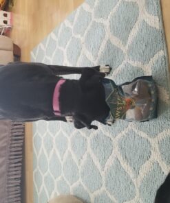 Pawstruck Natural Cow Hooves for Dogs - Made in The USA Long Lasting Beef Hoof Dental Treat Chews - No Artificial Preservatives - 10 Count - Packaging May Vary 52 81DoqN0elDL