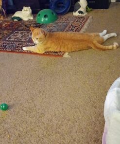 Purina ONE Natural Cat Food for Hairball Control, +PLUS Hairball Formula - 16 lb. Bag Chicken 16.00 Pound (Pack of 1) 42 81DpaXm 9nL