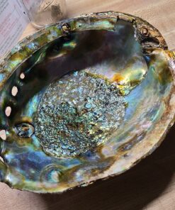 Hand Selected Abalone Shell, 6 Inches or Larger. Perfect for Holding Incense, Trinkets, and More 31 81DqJ8H6XvL