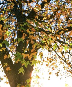 Kodak Ektar 100 Professional ISO 100, 35mm, 36 Exposures, Color Negative Film 38 81Ds2Yxc gL