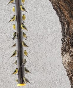 Wagner's 62050 Nyjer Seed Wild Bird Food, 10-Pound Bag 27 81DsGiBi7dL