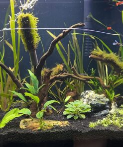 Jungle Vallisneria Rooted Plants 15-20 inches Tall - Easy Background Aquarium Plants 37 81DsTSAavlL